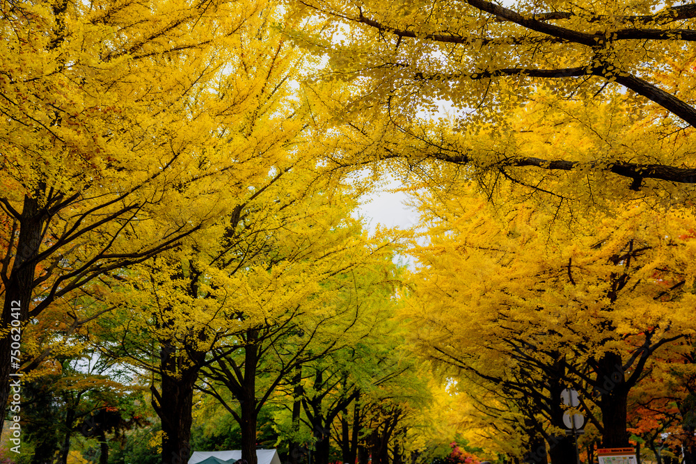 autumn trees in the park autumn trees in the park