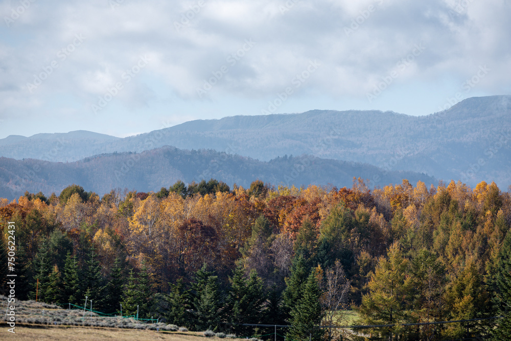 Colorful pine trees during autumn in Japan Colorful pine trees during autumn in Japan