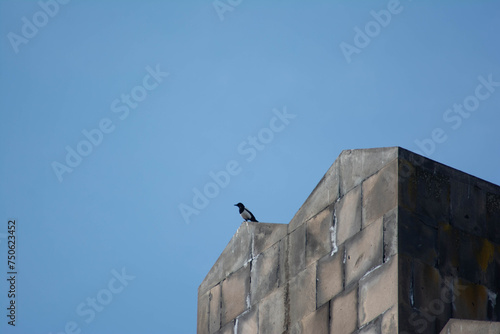 Magpie sitting on the roof of a building