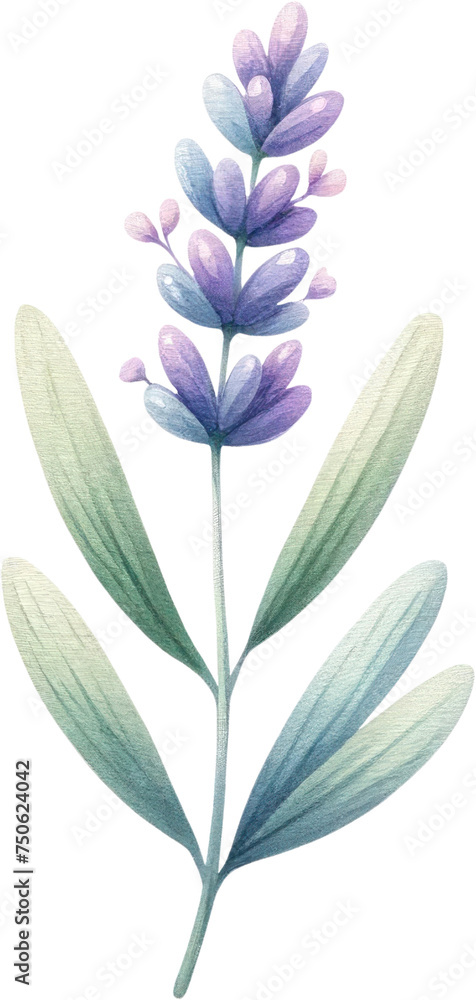 Parent and Baby Lavender watercolor Illustration, A digital drawing of a large lavender plant with smaller blooms, conveying growth and familial bonds.