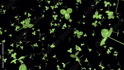 st patrick day animated Clover transition  from side than expode.  with alpha channel
 photo