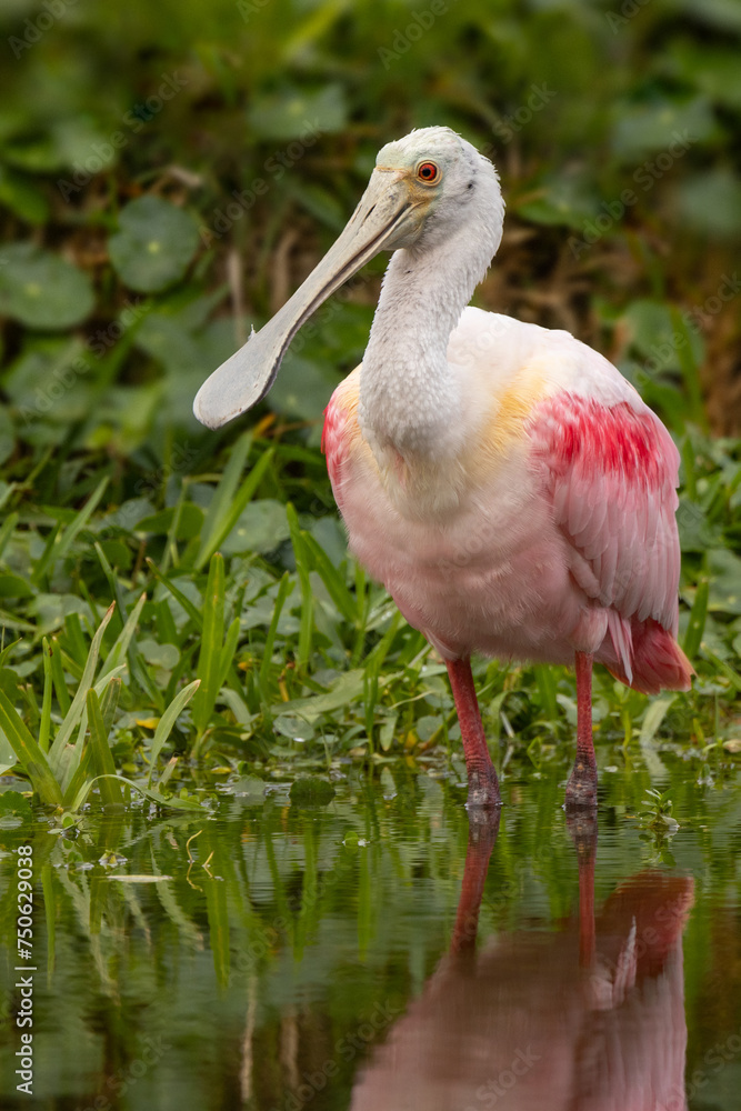 Roseate spoonbill (Platalea ajaja), a pink bird, wading at the water's edge in Perico Preserve, Florida