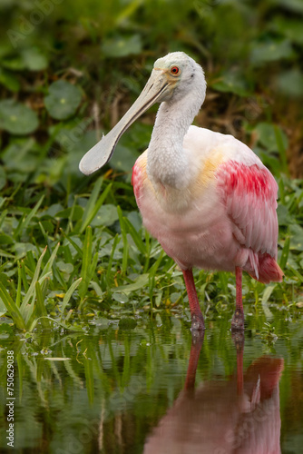 Roseate spoonbill (Platalea ajaja), a pink bird, wading at the water's edge in Perico Preserve, Florida