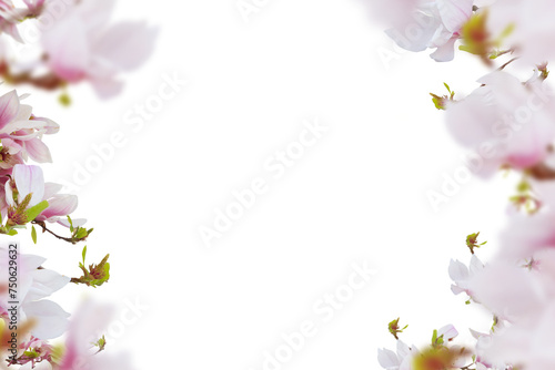 Beautiful fresh pink magnolia flowers horizontal borders isolated on white background