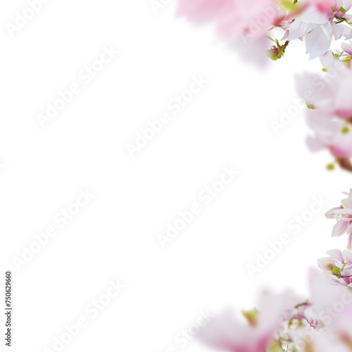 Fototapeta Naklejka Na Ścianę i Meble -  Fresh pink magnolia flowers horizontal frame on white background