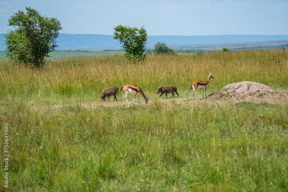 There are many species of gazelles in the Masai mara There are many species of gazelles in the Masai mara