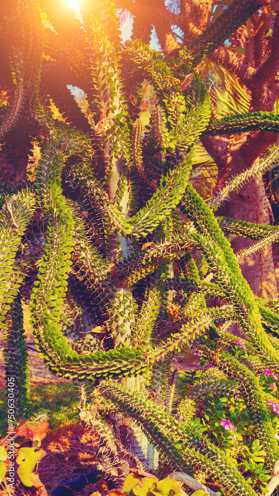 Succulent plants natural background. Vertical banner