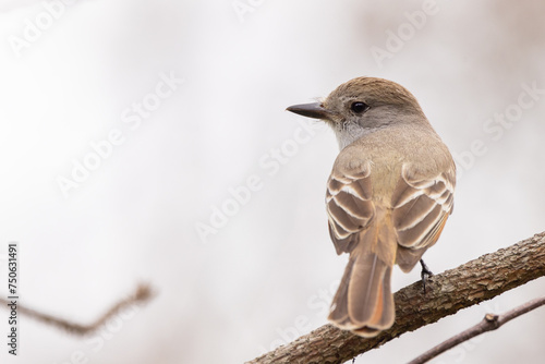 Flycatcher (Myiarchus sp.) in southwest Florida. Possibly a great crested flycatcher, based on the location. However, the Merlin app said it might also be a locally rarer species. Check with an expert photo