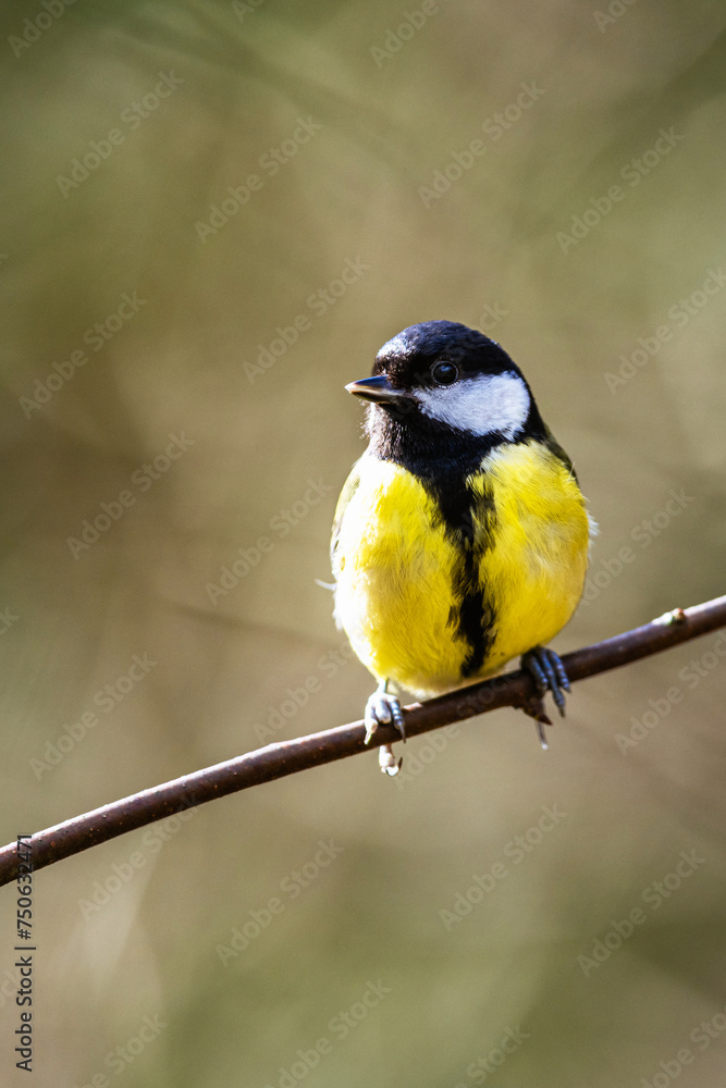 Great Tit, Parus major, bird in forest at winter sun Great Tit, Parus major, bird in forest at winter sun