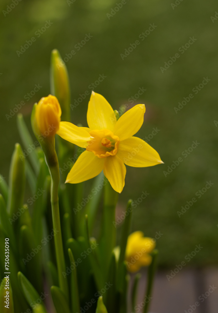 yellow narcissus on a green background. A bright flower blooms in the garden. the beginning of spring yellow narcissus on a green background. A bright flower blooms in the garden. the beginning of spring