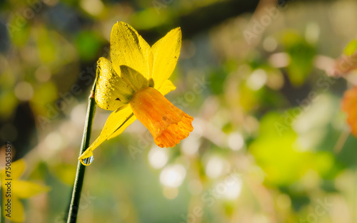 Pretty Daffodil (Narcissus pseudonarcissus), macro