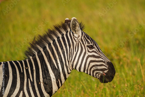 Zebras graze carefree in the Masai mara