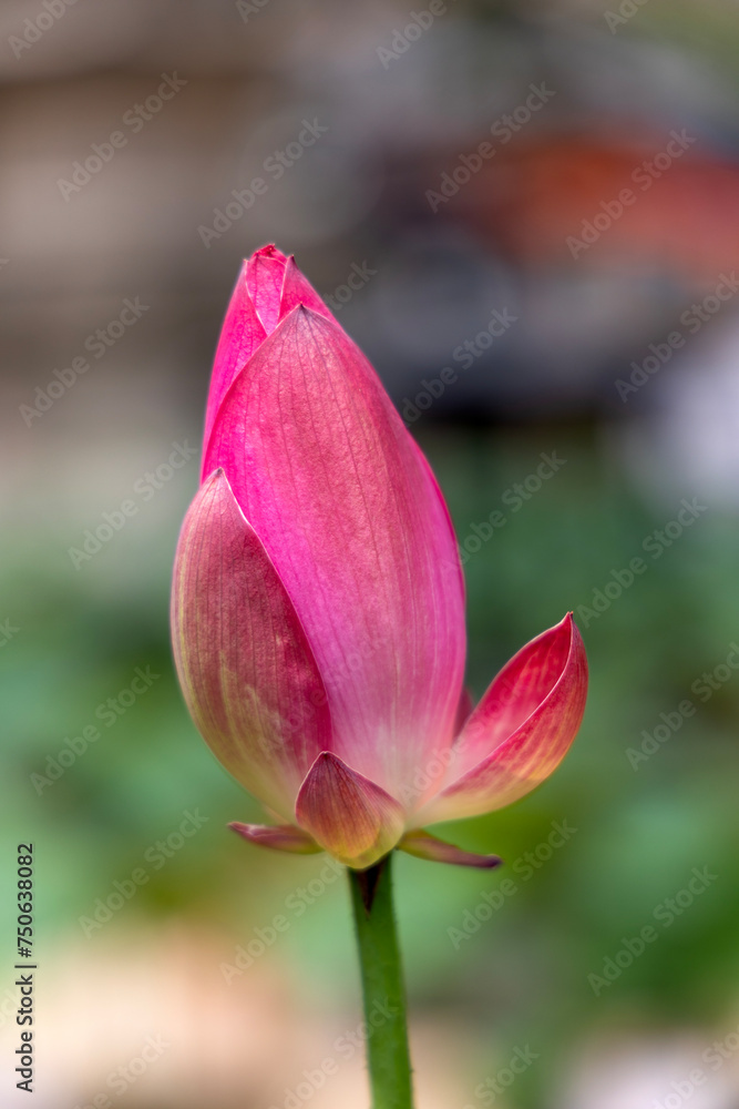 close up of pink flower close up of pink flower