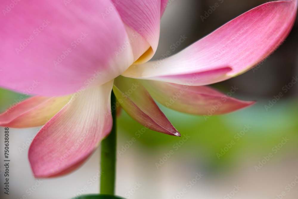 close up of pink lotus flower