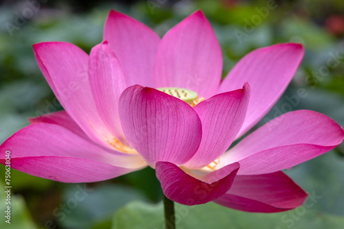 pink lotus flower