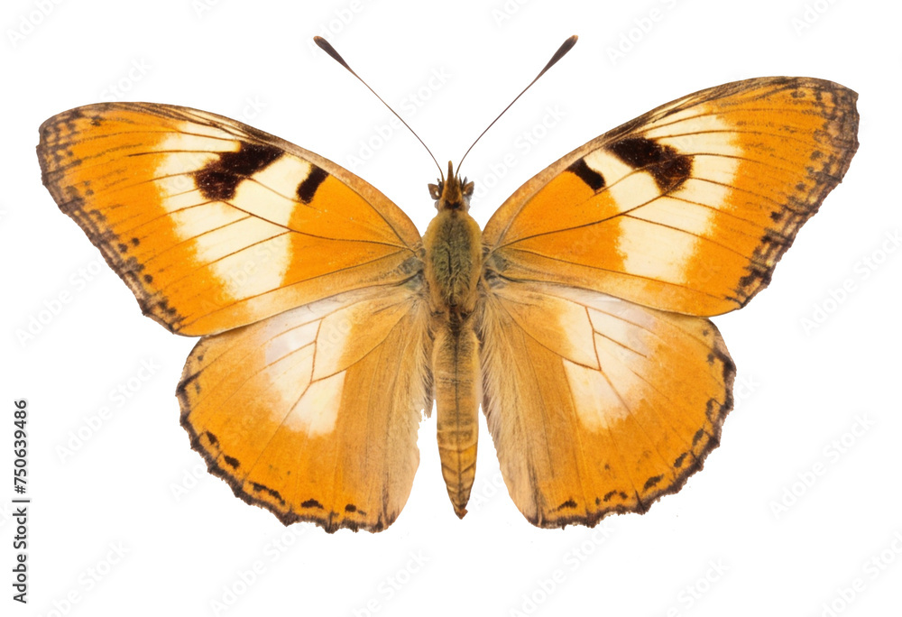 Fototapeta premium butterfly isolated on white, transparent background, PNG AI generated
