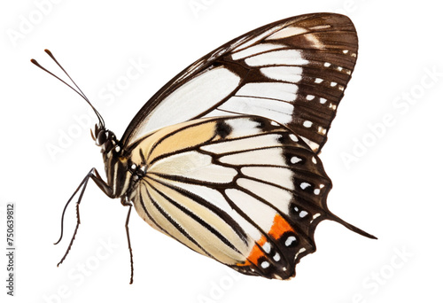butterfly isolated on white, transparent background, PNG AI generated © SekhSadi