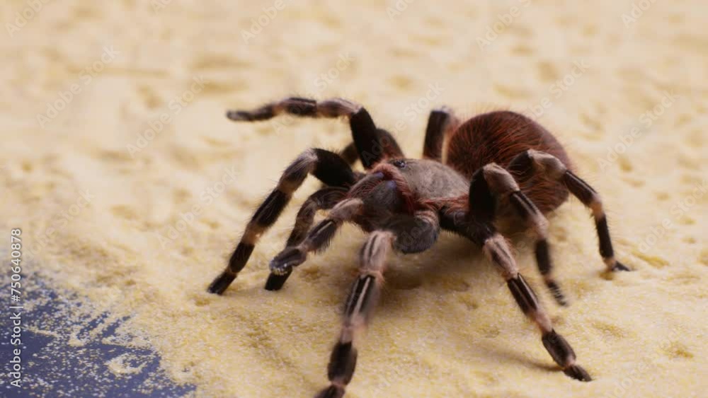 Exotic Bird-Eating Spiders in Stunning 4K Close-up Footage Exotic Bird-Eating Spiders in Stunning 4K Close-up Footage