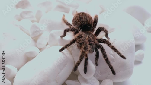 Exotic Bird-Eating Spiders in Stunning 4K Close-up Footage