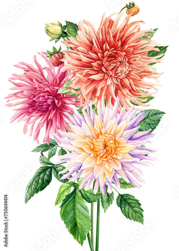 Bouquet of dahlia flowers. Watercolor dahlia flowers, hand drawn floral illustration, botanical isolated illustration