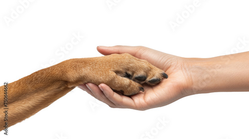 Gentle Human Hand Holding a Dogs Paw in a Symbolic Gesture of Friendship