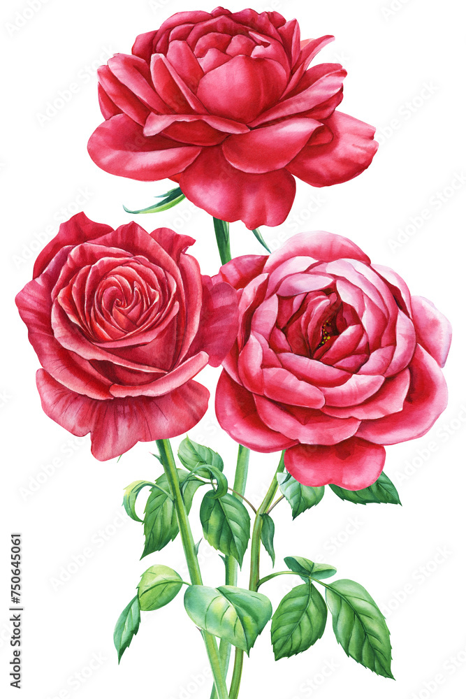 Red rose, bouquet red flower isolated white background, watercolor illustration, botanical painting greeting card design Red rose, bouquet red flower isolated white background, watercolor illustration, botanical painting greeting card design