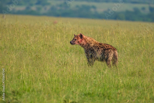 hyene in mara photo