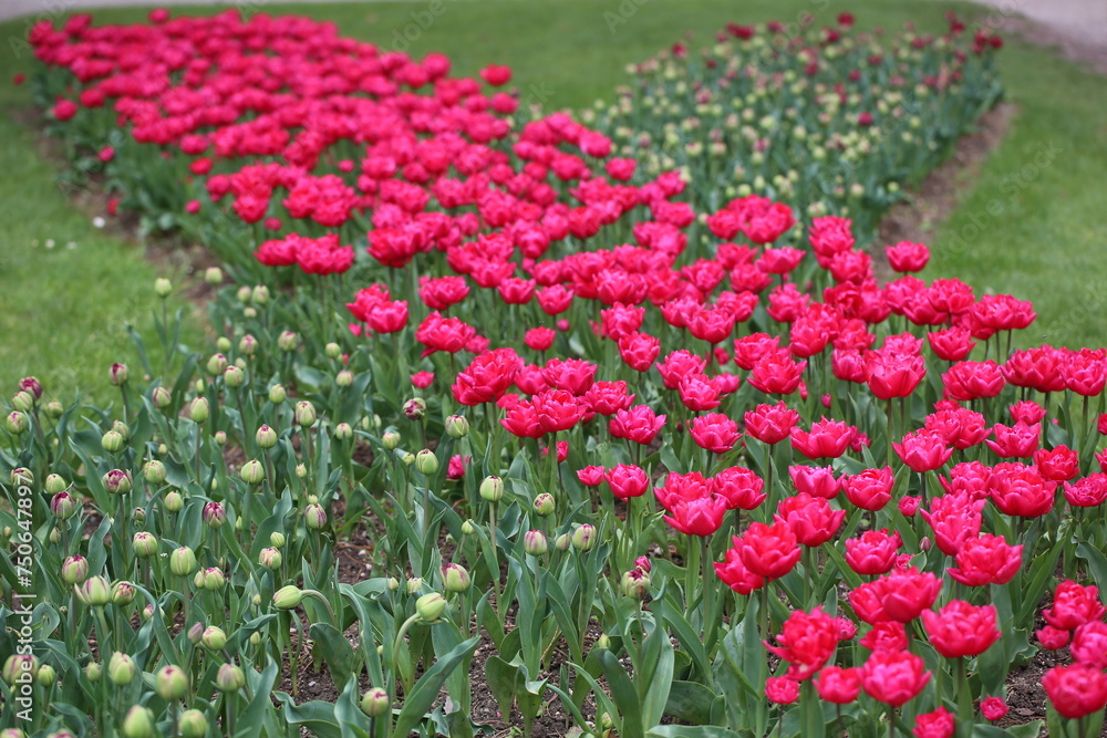 Cross of tulips. Morges. Canton Geneva. Switzerland.