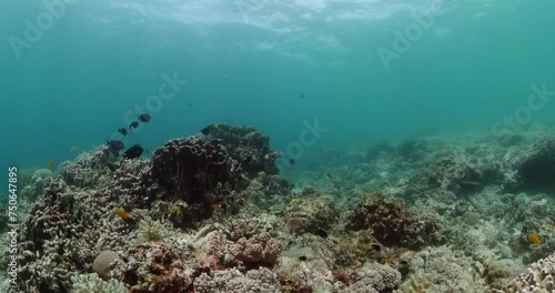 Wallpaper Mural Underwater world life with tropical fish and hard coral reefs. Torontodigital.ca