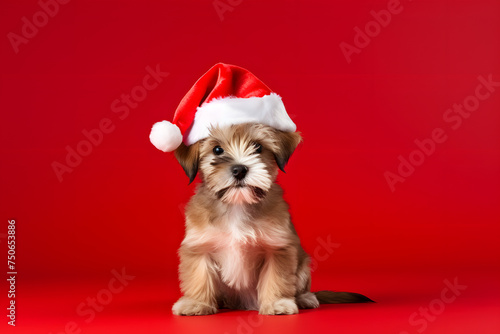 Cute Baby Dog in a Christmas Hat on a Playful Holiday Background