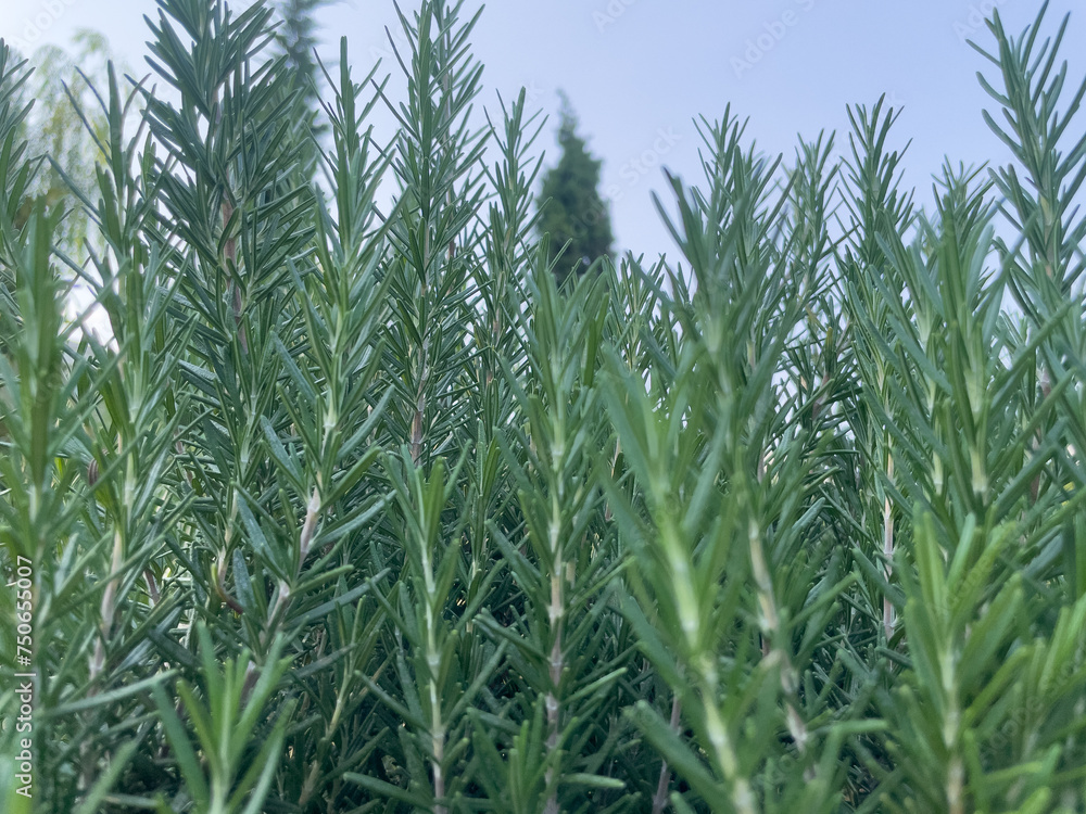 green field green field
