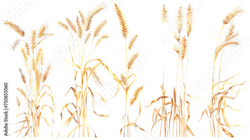A diverse collection of wheat ears isolated on white, showcasing various stages of maturity and forms, perfect for agricultural and botanical themes