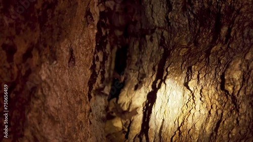 Wallpaper Mural A colony of fruit bats nesting in a cave Torontodigital.ca