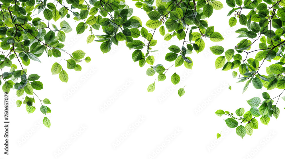 green tree branches PNG transparent background green tree branches PNG transparent background