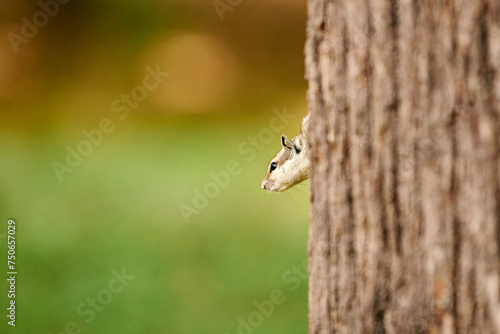 Cute little chipmunk peeking out from behind tree trunk, green park copy space, fluffy tailed tiny park dweller captures playful woodland antics, curiosity and innocence of woodland creatures