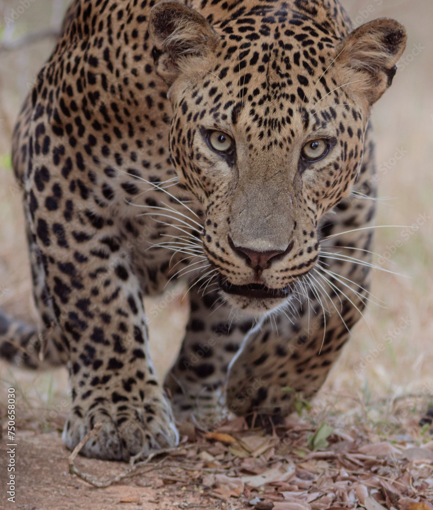 portrait of a Leopard giving a strong stare while crouched. Face of a Sri Lankan leopard kotiya captured from Yala National Park, Sri Lanka. portrait of a Leopard giving a strong stare while crouched. Face of a Sri Lankan leopard kotiya captured from Yala National Park, Sri Lanka.