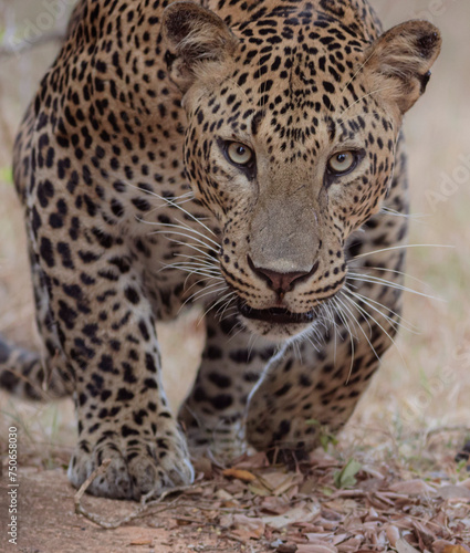portrait of a Leopard giving a strong stare while crouched. Face of a Sri Lankan leopard kotiya captured from Yala National Park, Sri Lanka.