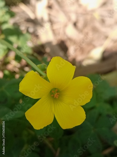 yellow flower in the garden
