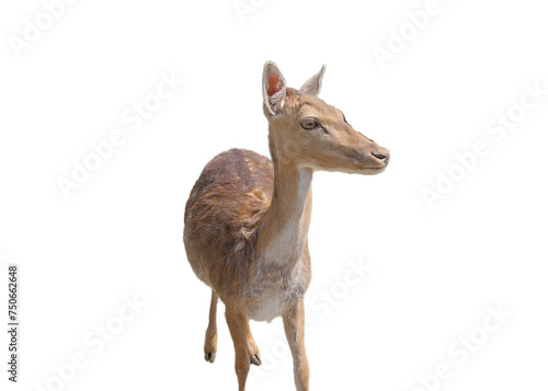 Little deer isolated on white background