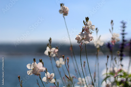 flowers in the morning