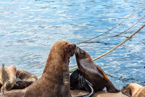 A couple of sea lions, Otaria flavescens, kissing on the dock of the port of Mar del Plata