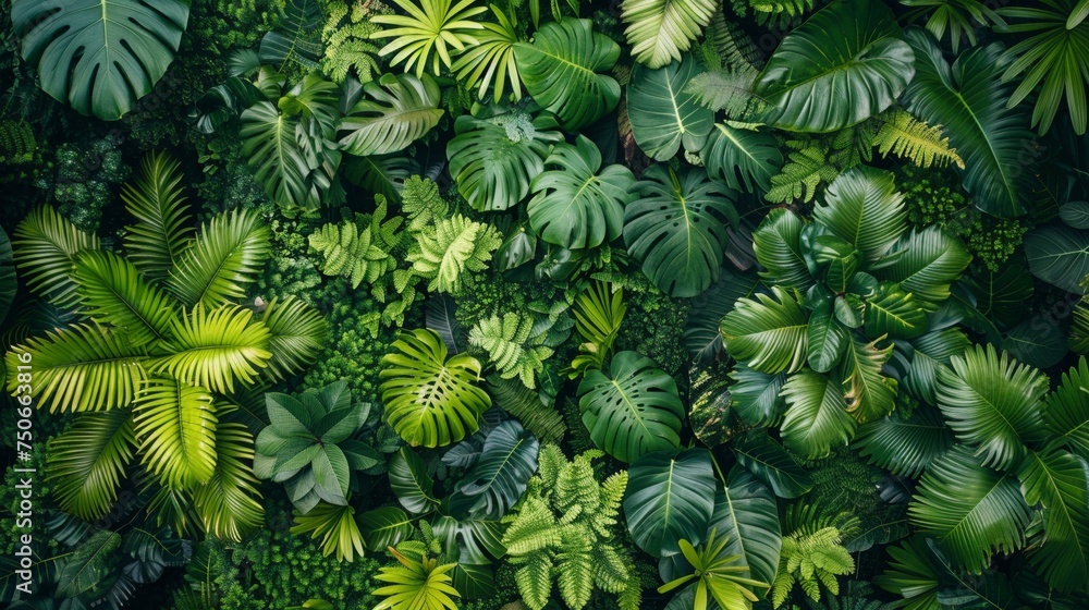 Lush green rainforest canopy from above, biodiversity, vibrant life