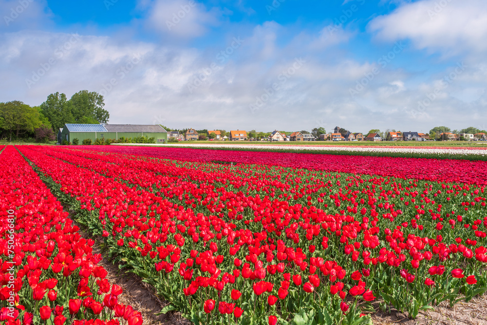 A tulip field in full bloom near Egmond aan Zee/Netherlands