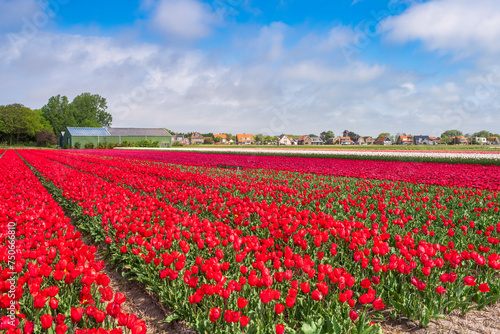 A tulip field in full bloom near Egmond aan Zee/Netherlands