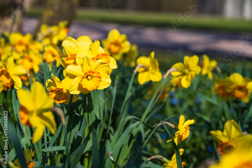 Fototapeta Naklejka Na Ścianę i Meble -  Close-up of yellow blooming daffodils in the park of Wiesbaden Germany
