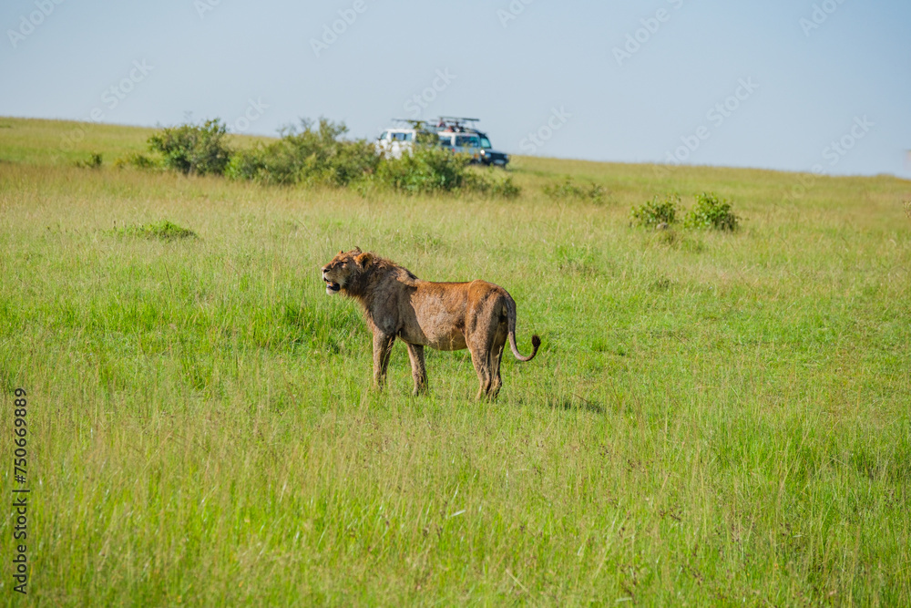 The king of the Masai mara feeds on a family of great lions The king of the Masai mara feeds on a family of great lions