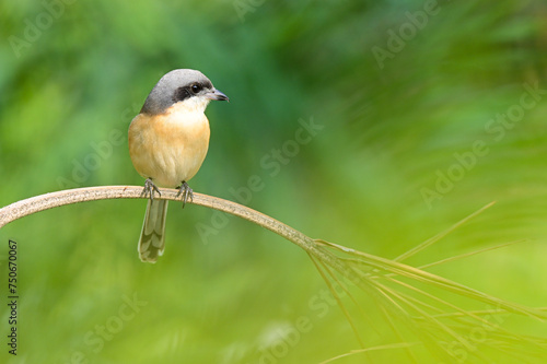 male Burmese Shrike ( Lanius collurioides ) perched on  tree branches in the park , thailand