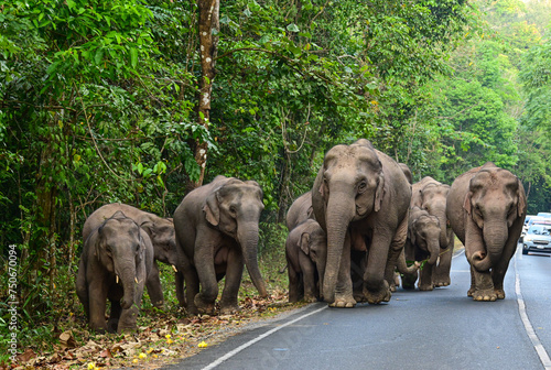 herd of elephants  walking on the road in forest at the Khao Yai national park , thailand