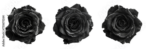 Wallpaper Mural Set black rose transparent background Torontodigital.ca