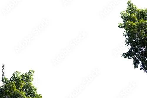 Green Siamese rough bush, Tooth brush tree leaf on white background, wallpaper There is space for working.